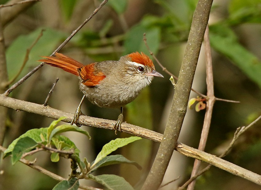 Line-cheeked Spinetail (Line-cheeked) - ML91096871