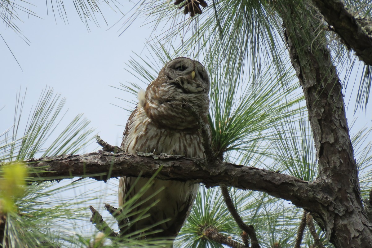 Barred Owl - Allan Strong