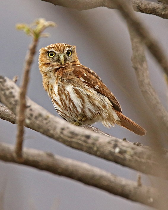 Peruvian Pygmy-Owl - ML91097321