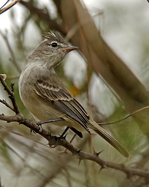 Gray-and-white Tyrannulet - Roger Ahlman