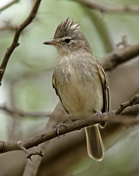 Gray-and-white Tyrannulet - Roger Ahlman
