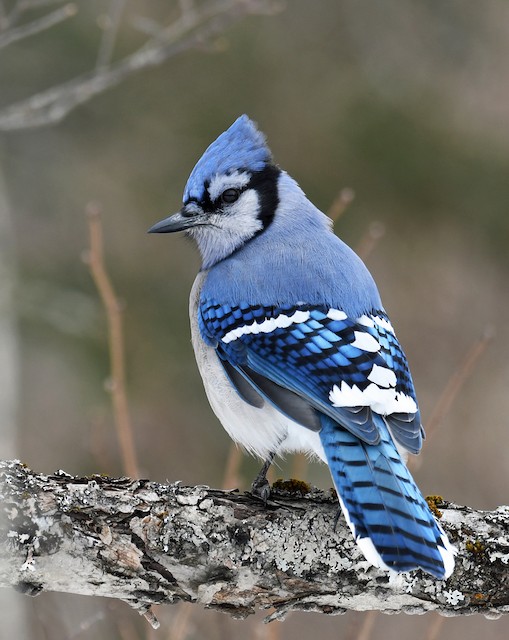 Blue Jay - Vermont eBird