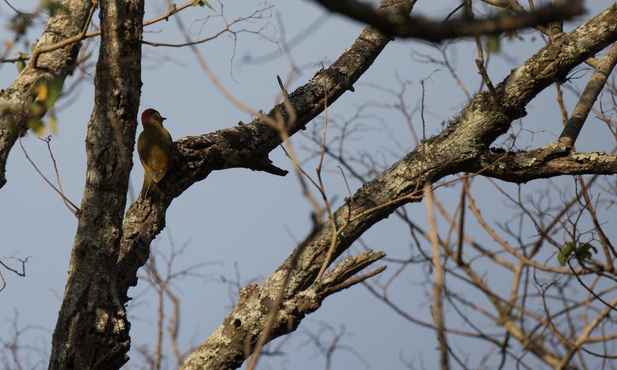 Golden-olive Woodpecker - Chris Wood