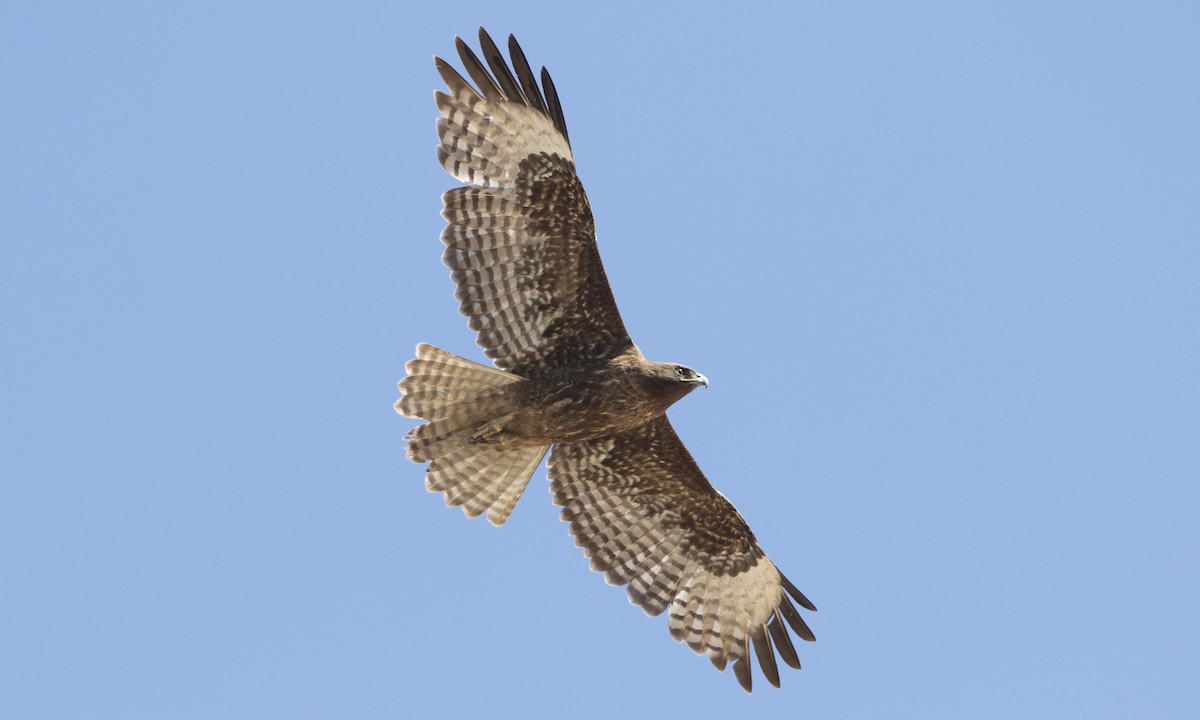 Red-tailed Hawk (Harlan's) - ML91100191