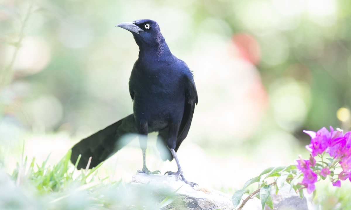Great-tailed Grackle - Chris Wood