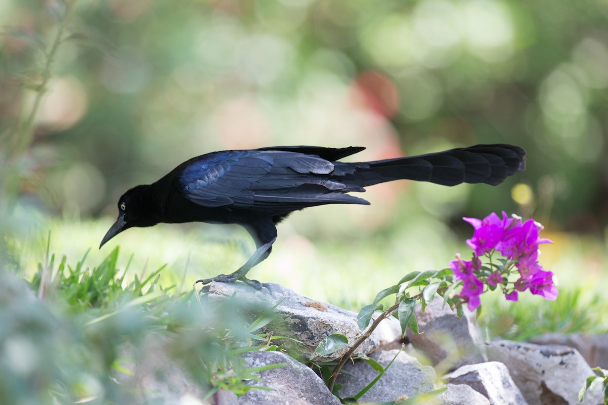 Great-tailed Grackle - ML91100681