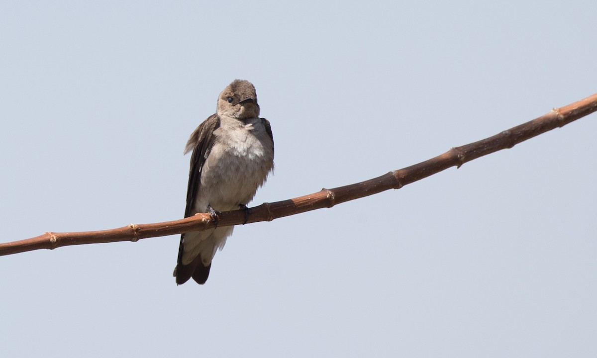 Northern Rough-winged Swallow (Northern) - Chris Wood