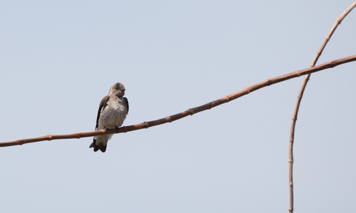 Northern Rough-winged Swallow (Northern) - Chris Wood