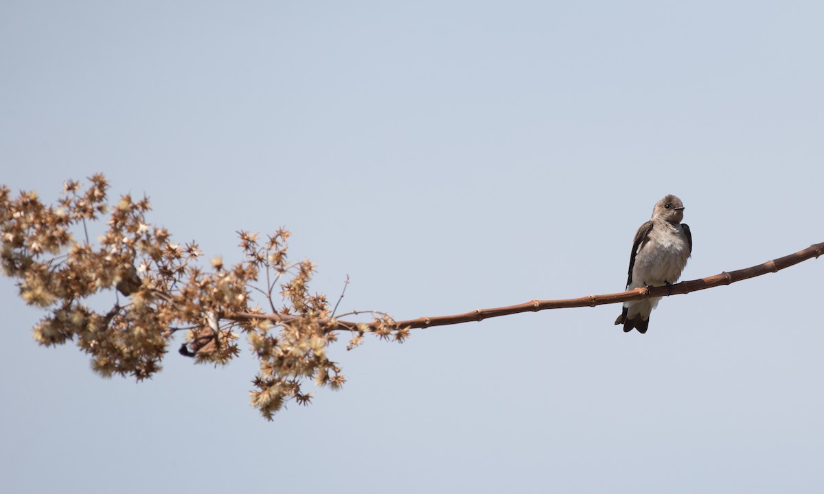 Northern Rough-winged Swallow (Northern) - ML91100841