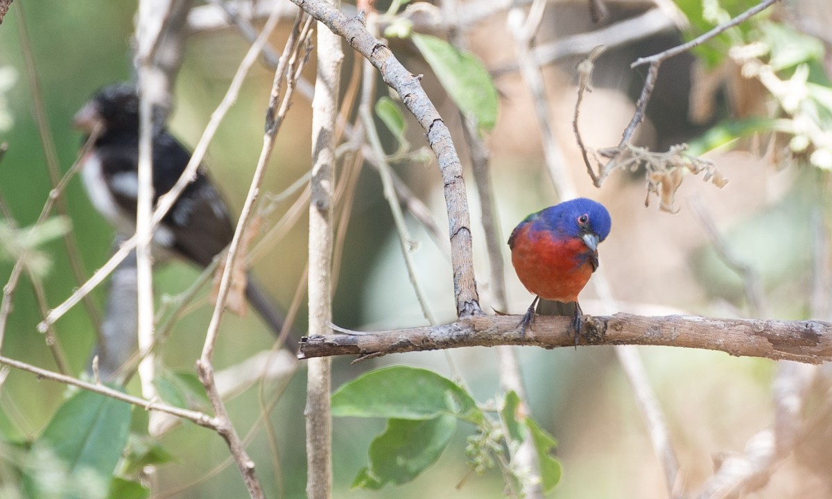 Painted Bunting - ML91100881