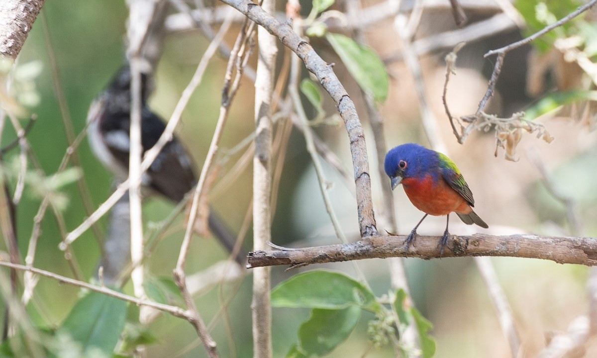 Painted Bunting - ML91100891