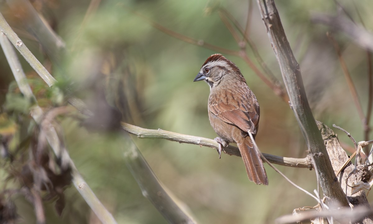 Rusty Sparrow - ML91100951