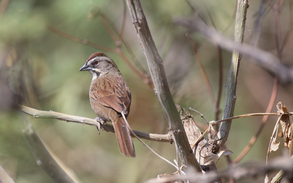 Rusty Sparrow - Chris Wood