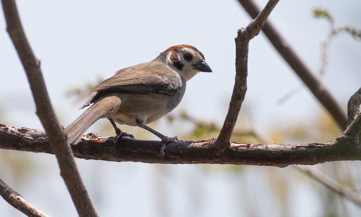 White-faced Ground-Sparrow - Chris Wood