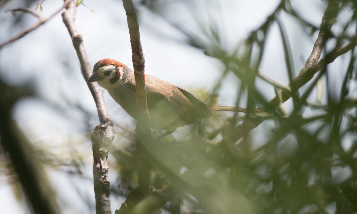 White-faced Ground-Sparrow - ML91101051