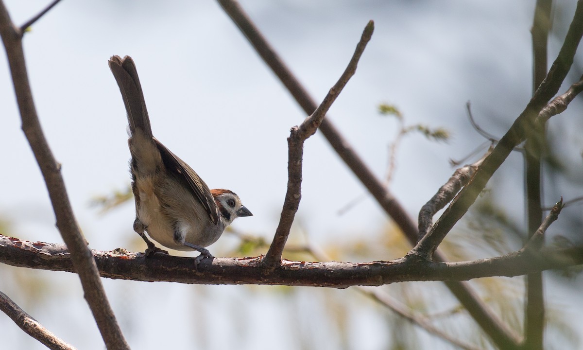 White-faced Ground-Sparrow - Chris Wood