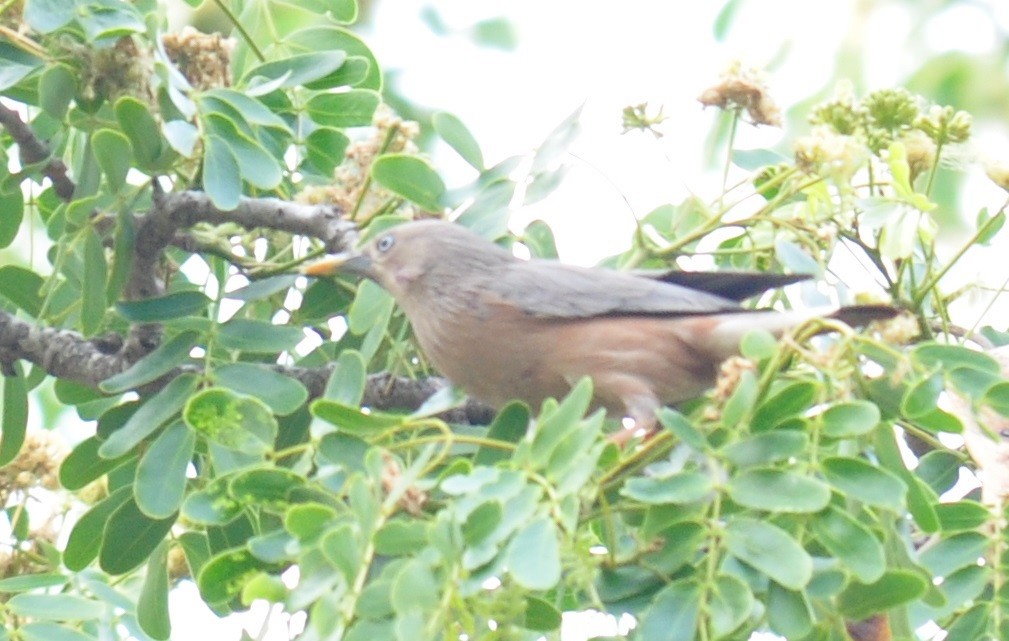 Chestnut-tailed Starling - ML91101971