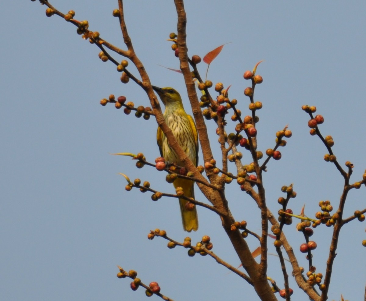 Indian Golden Oriole - ML91102361