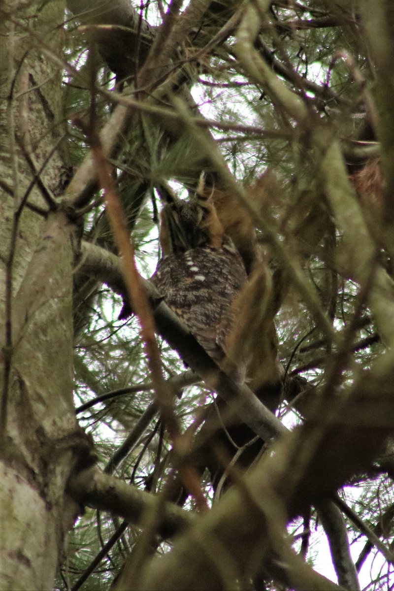 Long-eared Owl - ML91102551