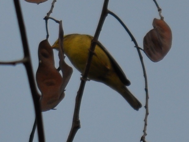 Tickell's Leaf Warbler (Tickell's) - Hareesha AS
