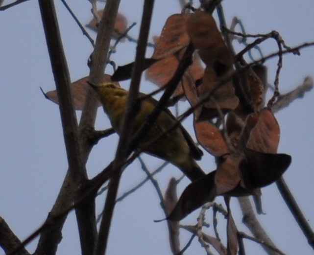 Tickell's Leaf Warbler (Tickell's) - ML91102781