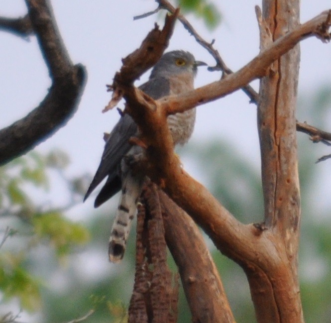 Common Hawk-Cuckoo - ML91102841