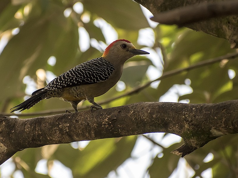 Golden-fronted Woodpecker (Velasquez's) - Maynor Ovando