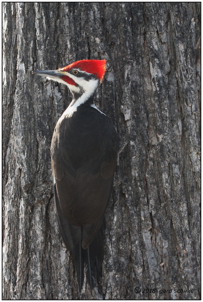 Pileated Woodpecker - ML91105251