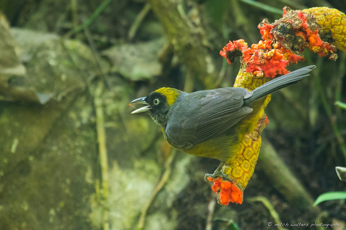 Dusky-faced Tanager - Mitch Walters