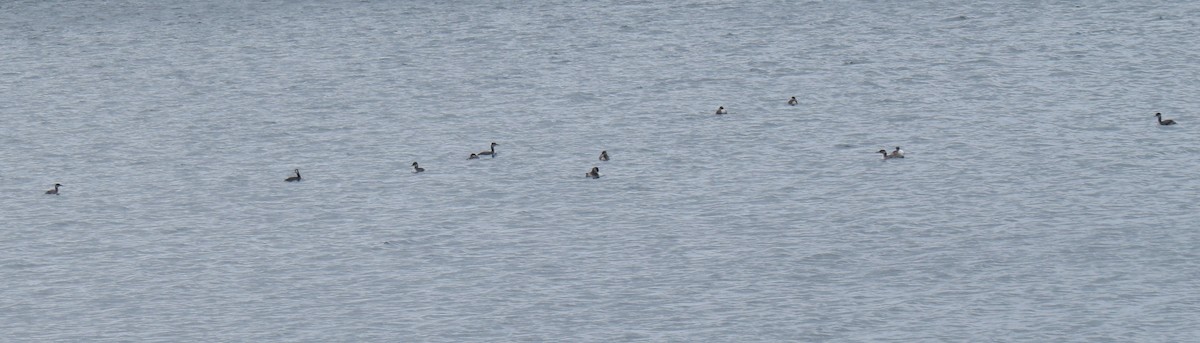 Red-necked Grebe - ML91109771