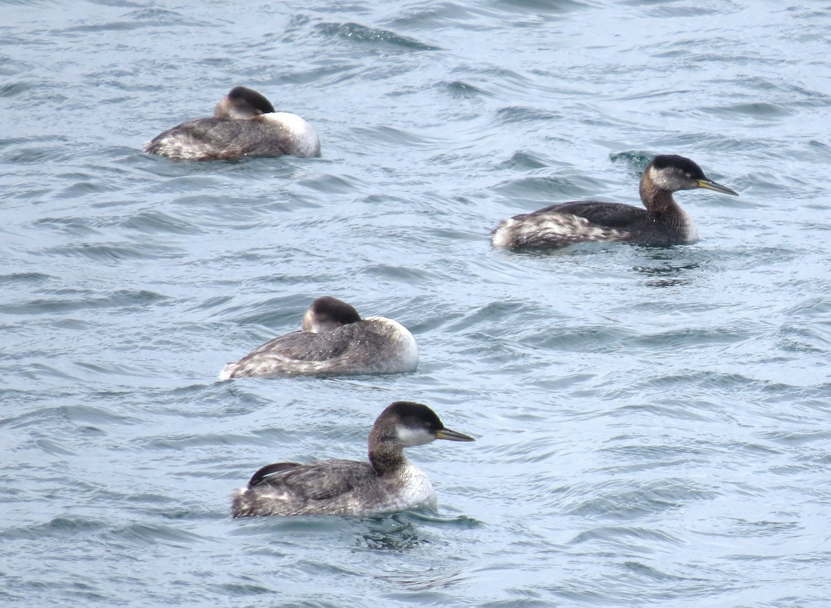 Red-necked Grebe - ML91109841
