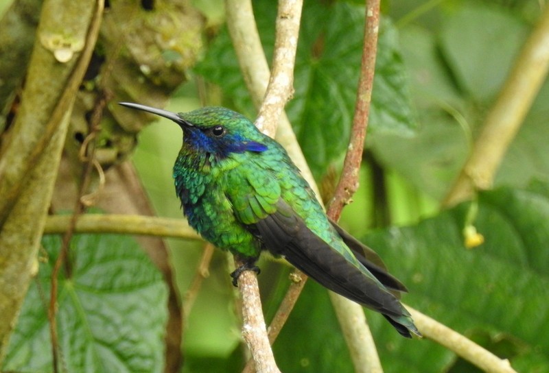 kolibřík modrolící - ML91110161