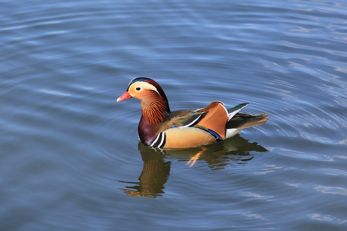Mandarin Duck - ML91110441