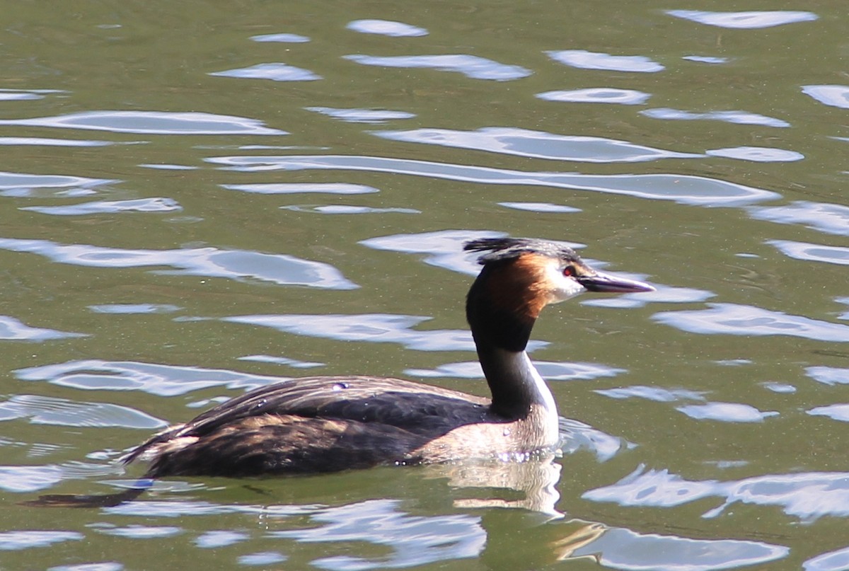 Great Crested Grebe - ML91110761