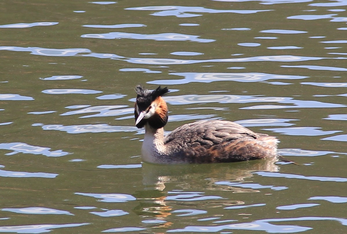 Great Crested Grebe - ML91110801
