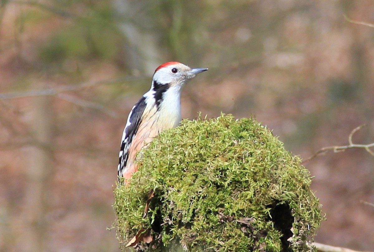 Middle Spotted Woodpecker - ML91111451