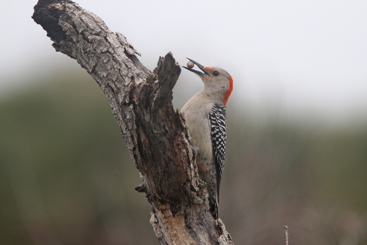 Red-bellied Woodpecker - Larry Therrien