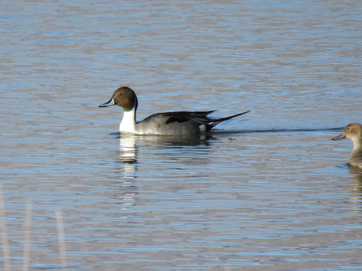 Northern Pintail - Del Nelson