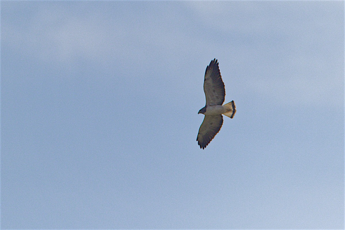 White-tailed Hawk - Tamuk Ornithology