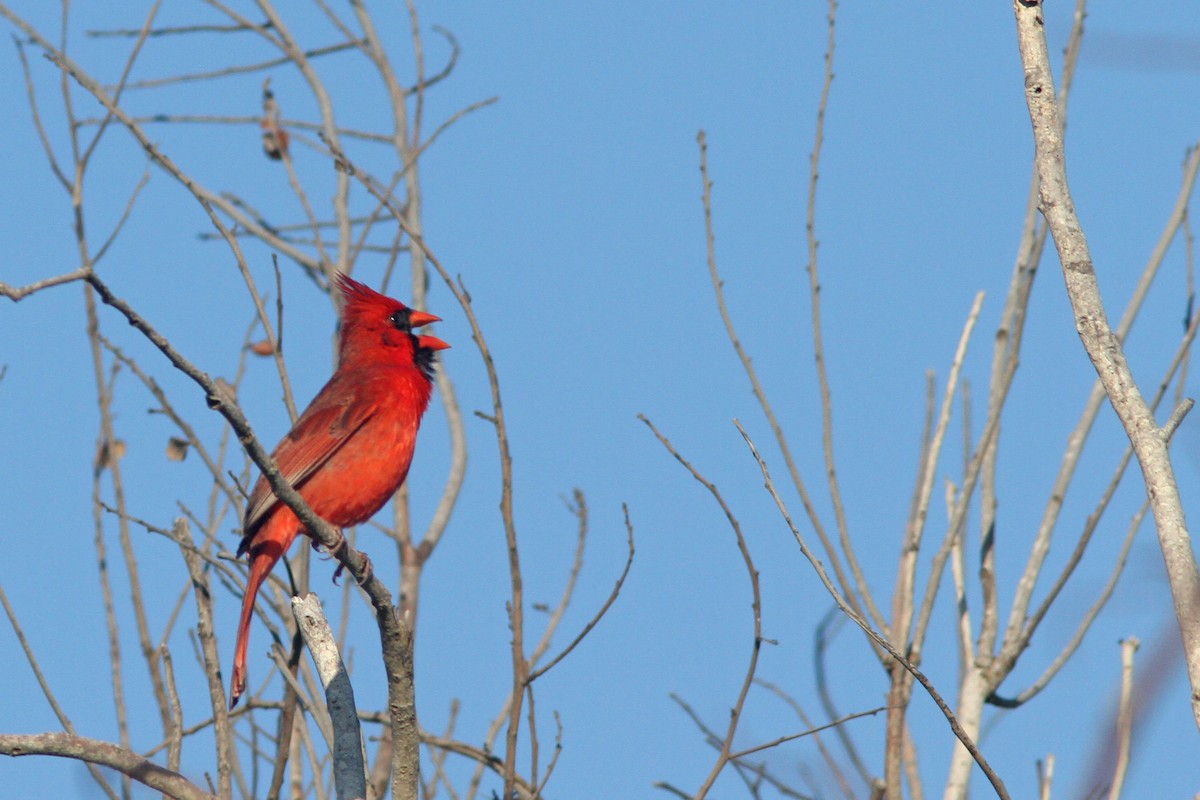Northern Cardinal - Larry Therrien