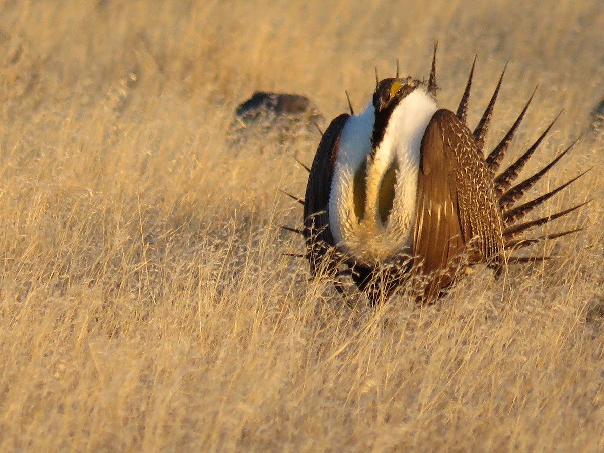 Greater Sage-Grouse - Del Nelson