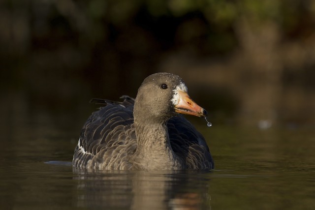 Greater White-fronted Goose Identification, All About Birds