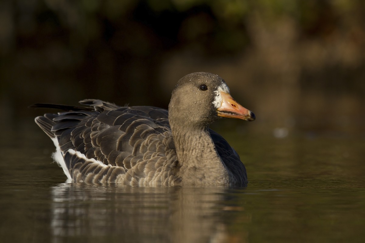 Greater White-fronted Goose - ML91115221