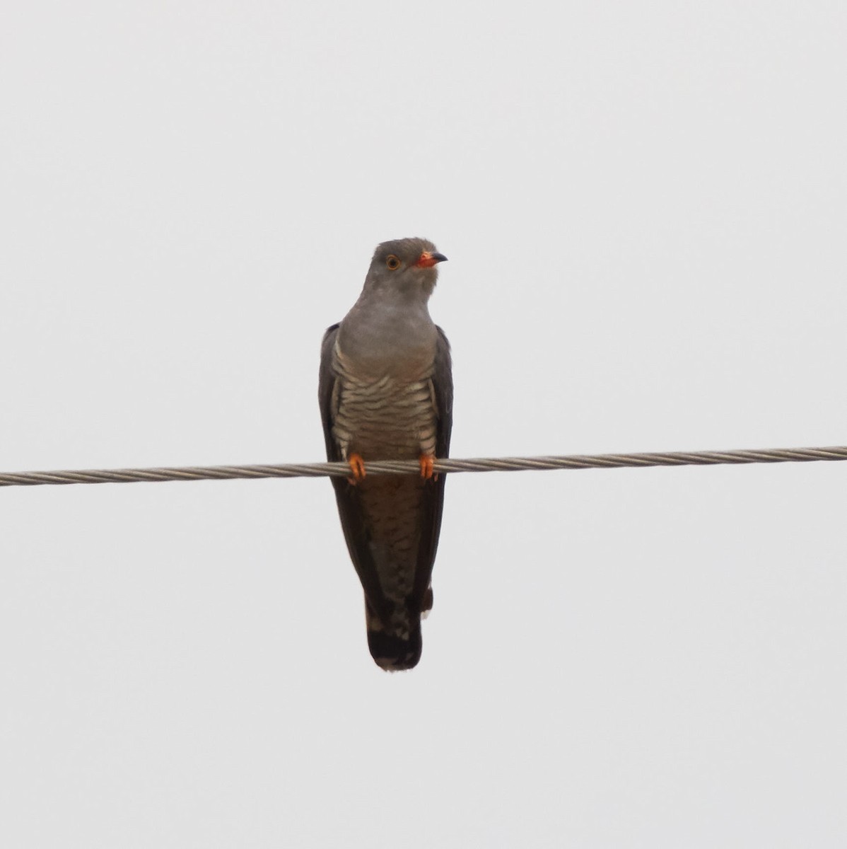 African Cuckoo - Magnus Grylle