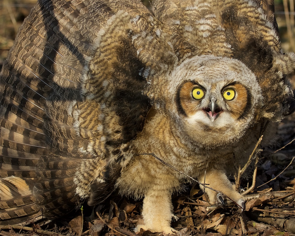 Great Horned Owl - ML91120741
