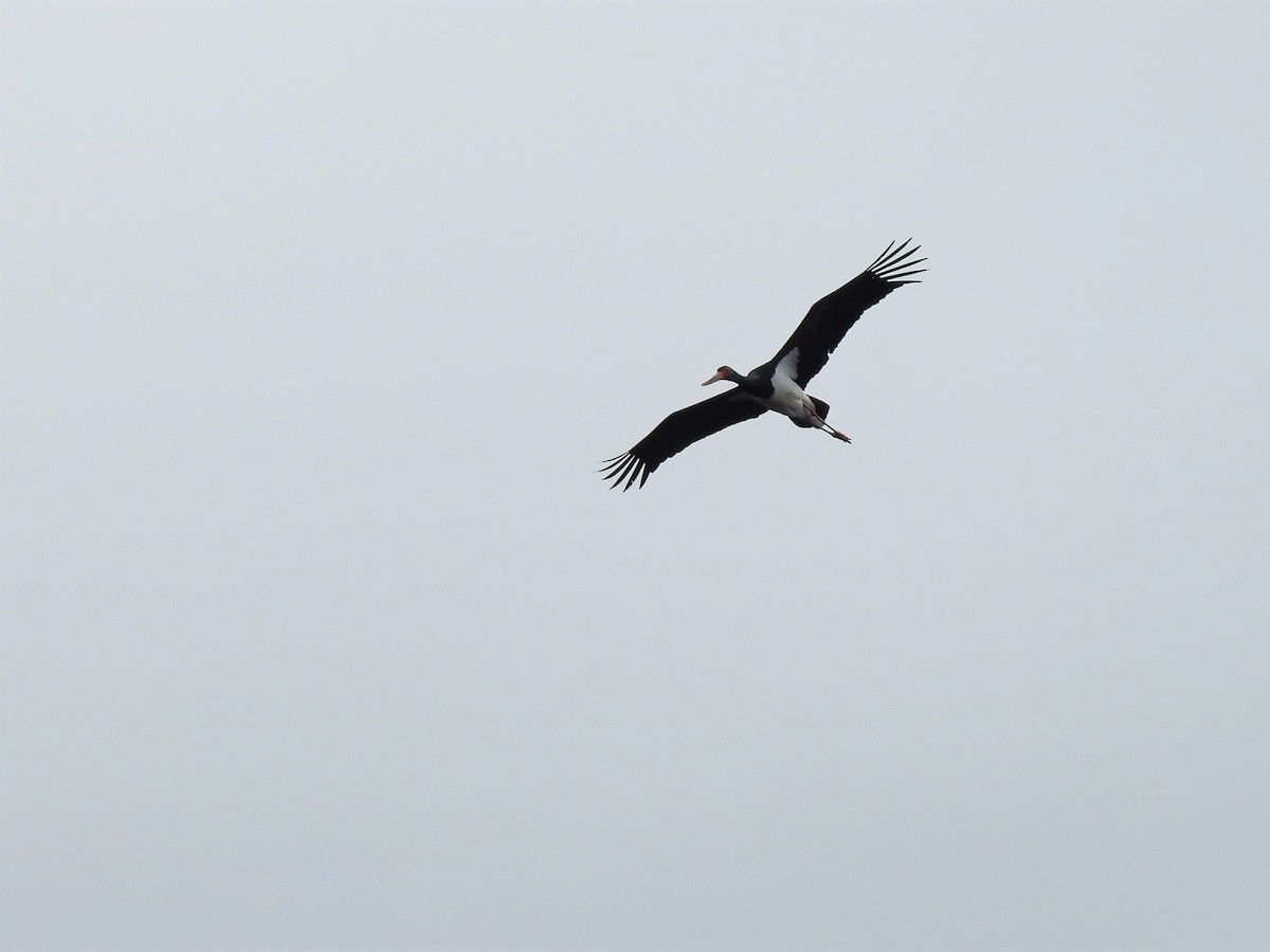 Black Stork - ML91121441