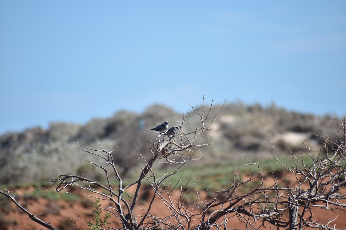 Black-faced Woodswallow - ML91121831