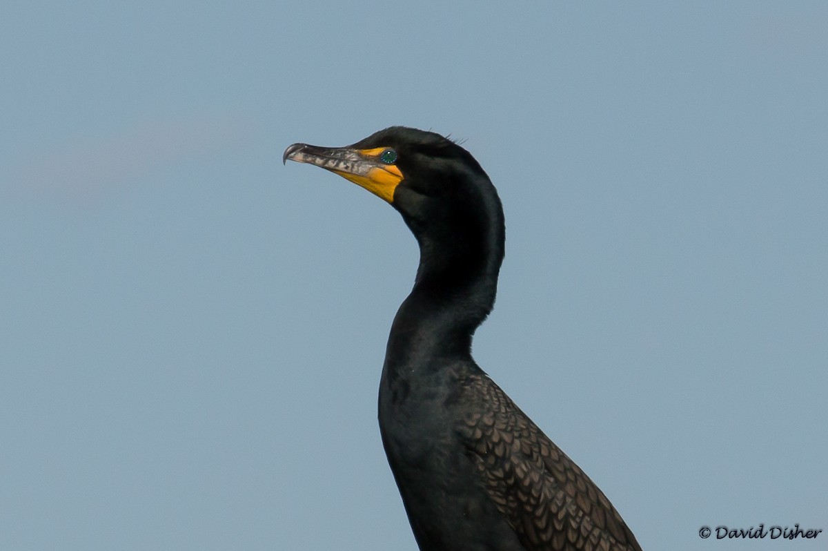 Double-crested Cormorant - David Disher