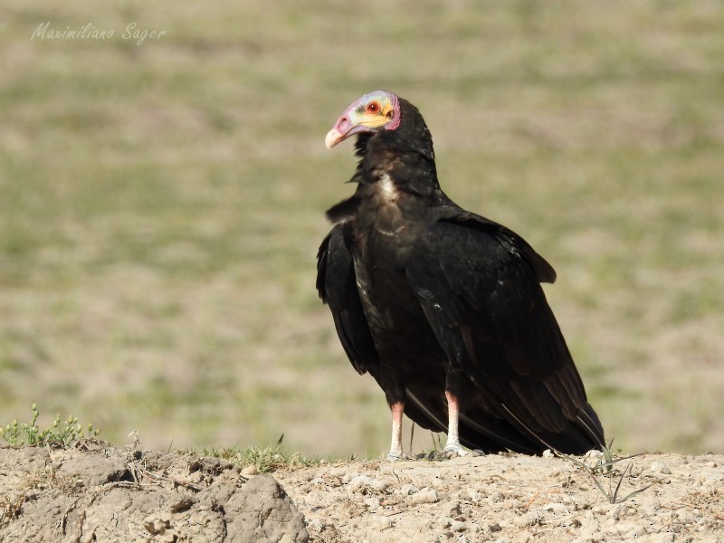 Lesser Yellow-headed Vulture - Maximiliano Sager