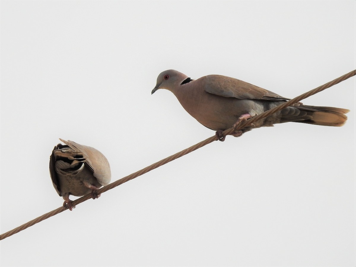 Mourning Collared-Dove - ML91130261